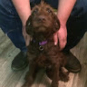 Meet your Posher, Brett